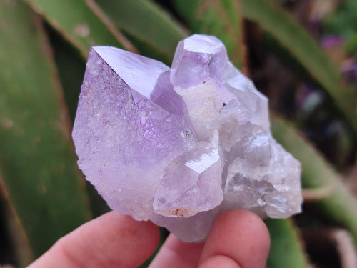 Natural Small Jacaranda Amethyst Clusters x 12 From Mumbwa, Zambia - Toprock Gemstones and Minerals 