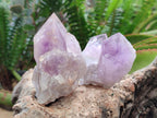 Natural Small Jacaranda Amethyst Clusters x 12 From Mumbwa, Zambia - Toprock Gemstones and Minerals 