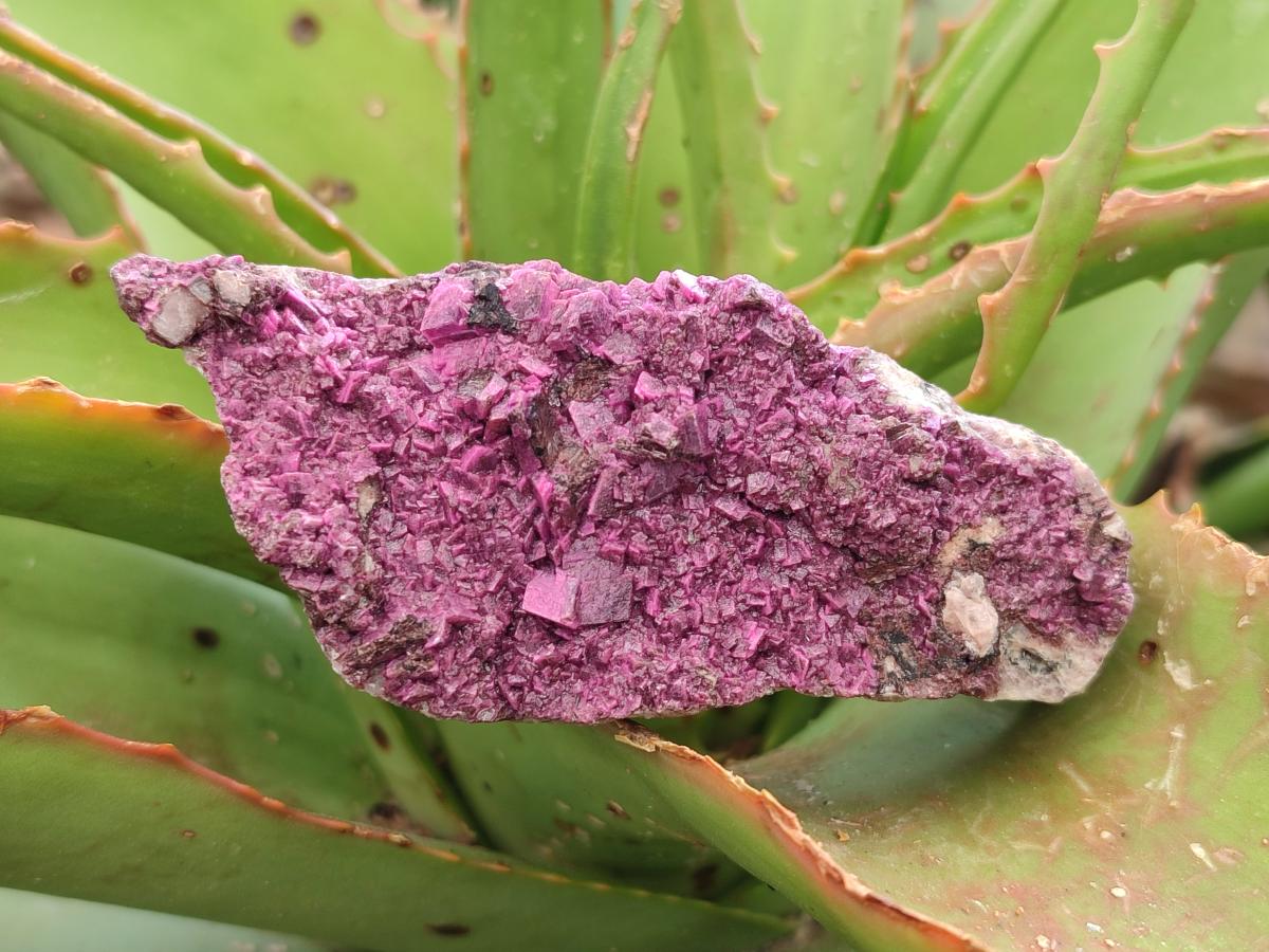 Natural Salrose Cobaltoan Dolomite Specimens x 6 From Kakanda, Congo - Toprock Gemstones and Minerals 