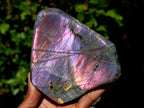 Polished Rare Purple Sunset Flash Labradorite Standing Free Forms x 2 From Madagascar - Toprock Gemstones and Minerals 
