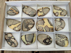 Polished Septerye Slices x 12 From Mahajanga, Madagascar - Toprock Gemstones and Minerals 