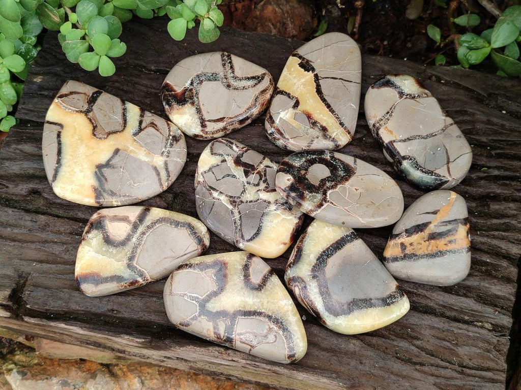 Polished Septerye Slices x 12 From Mahajanga, Madagascar - Toprock Gemstones and Minerals 