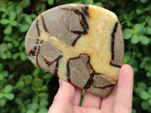 Polished Septerye Slices x 12 From Mahajanga, Madagascar - Toprock Gemstones and Minerals 