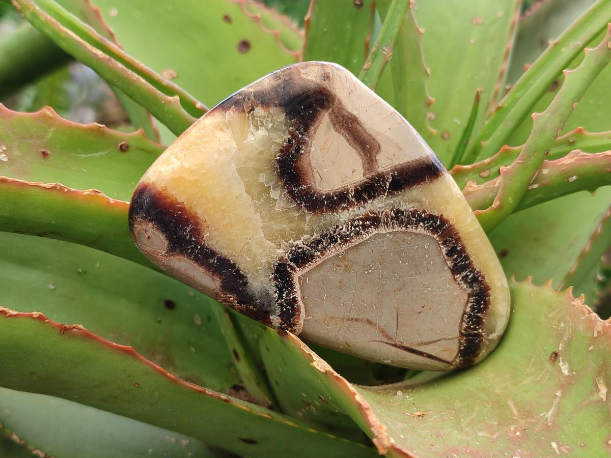 Polished Septerye Slices x 12 From Mahajanga, Madagascar - Toprock Gemstones and Minerals 