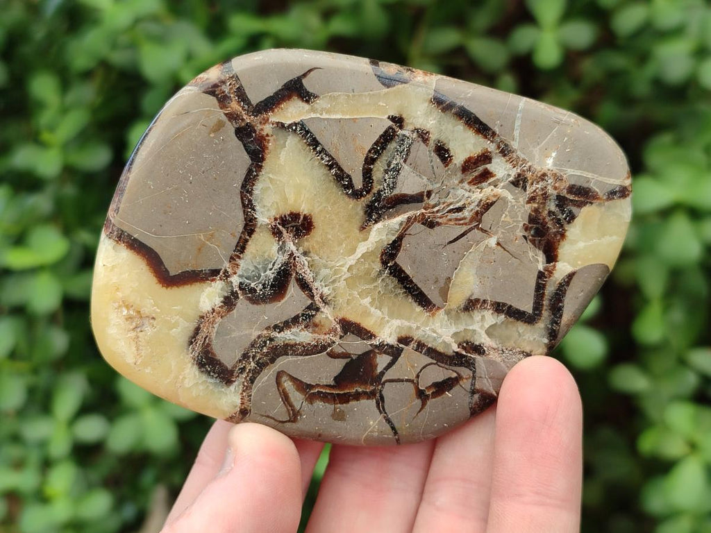 Polished Septerye Slices x 12 From Mahajanga, Madagascar - Toprock Gemstones and Minerals 