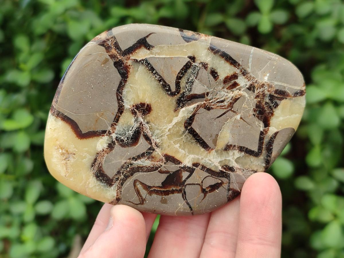 Polished Septerye Slices x 12 From Mahajanga, Madagascar - Toprock Gemstones and Minerals 