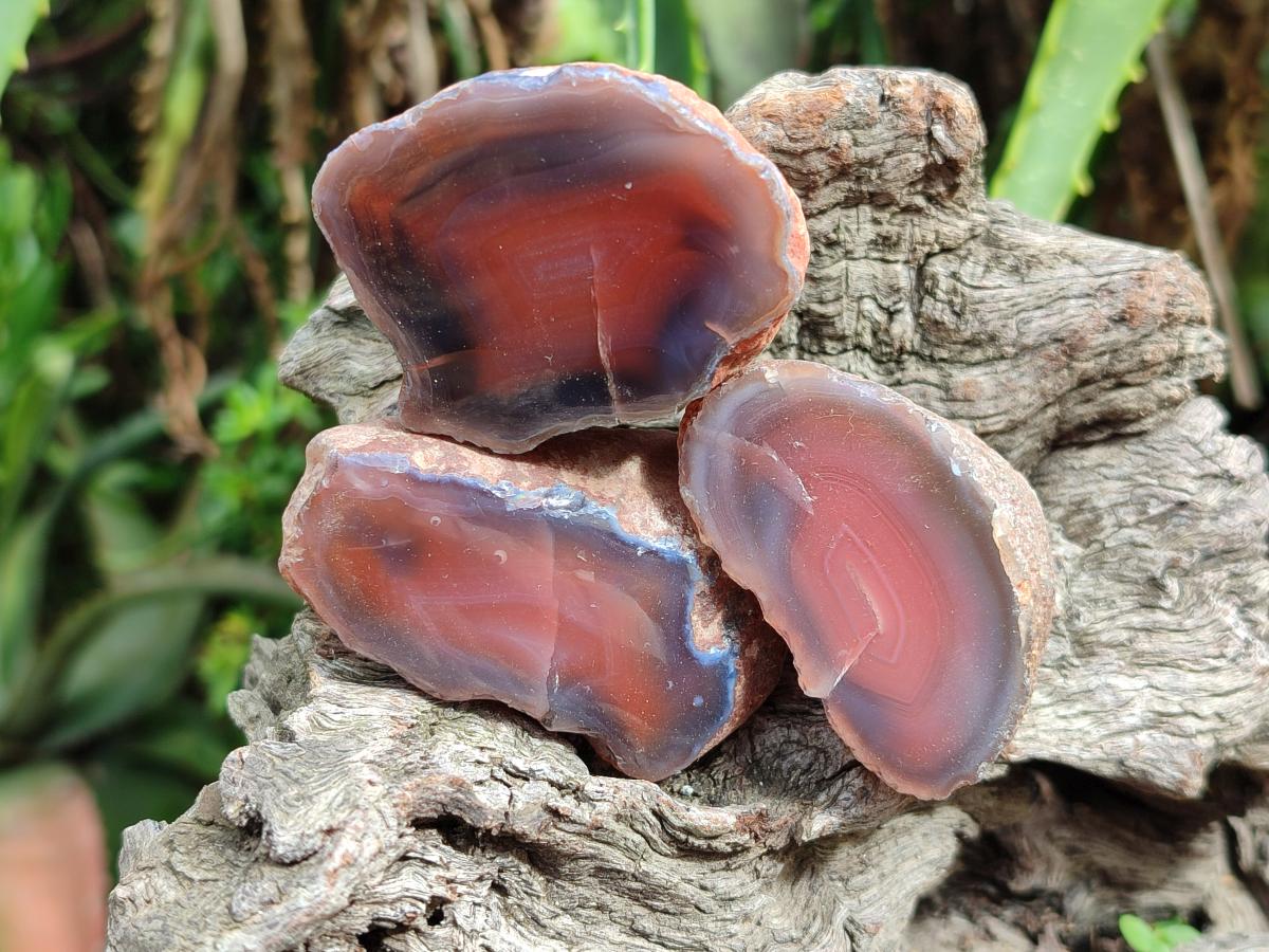 Polished One Side Red Shashe River Agate Nodules x 35 From Shashe River, Zimbabwe - Toprock Gemstones and Minerals 