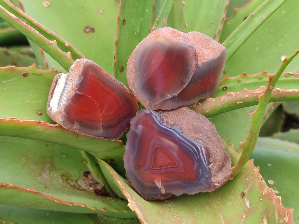 Polished One Side Red Shashe River Agate Nodules x 35 From Shashe River, Zimbabwe - Toprock Gemstones and Minerals 