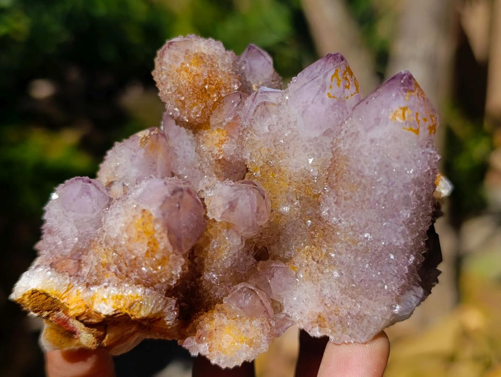 Natural Ametrine Spirit Clusters x 6 From Boekenhouthoek, South Africa - Toprock Gemstones and Minerals 