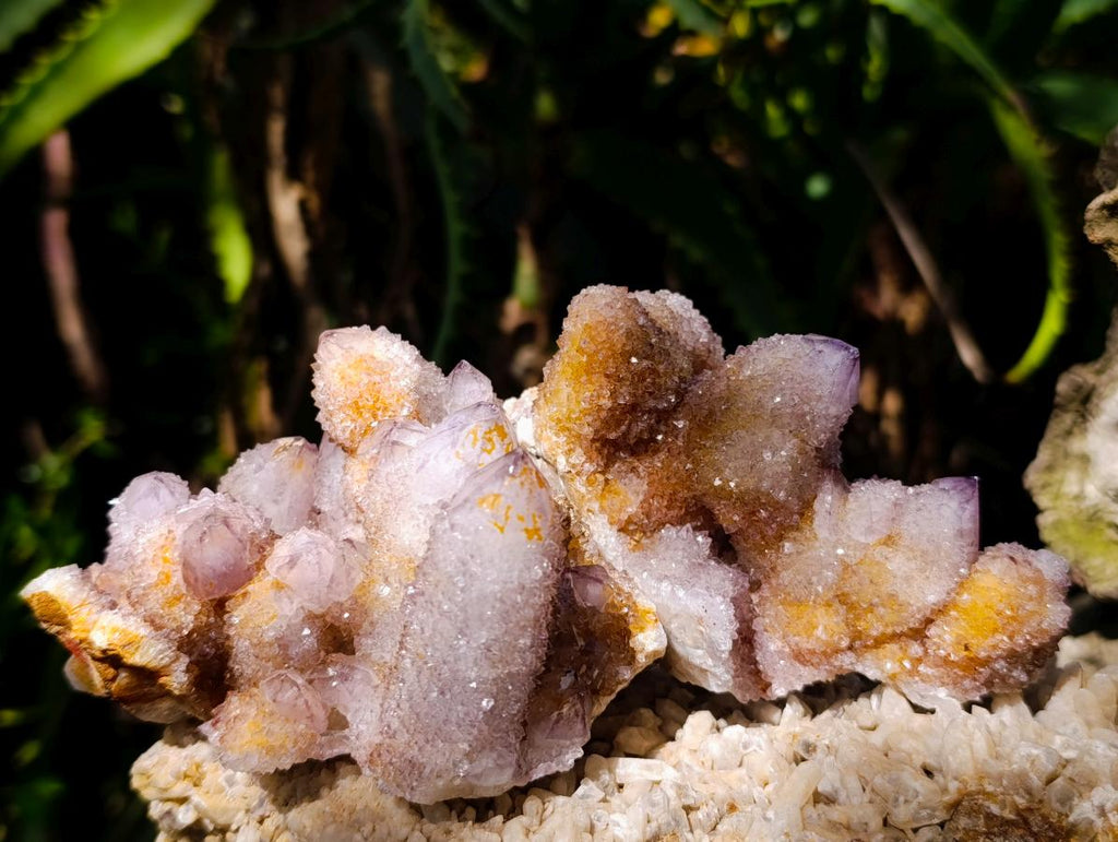 Natural Ametrine Spirit Clusters x 6 From Boekenhouthoek, South Africa - Toprock Gemstones and Minerals 