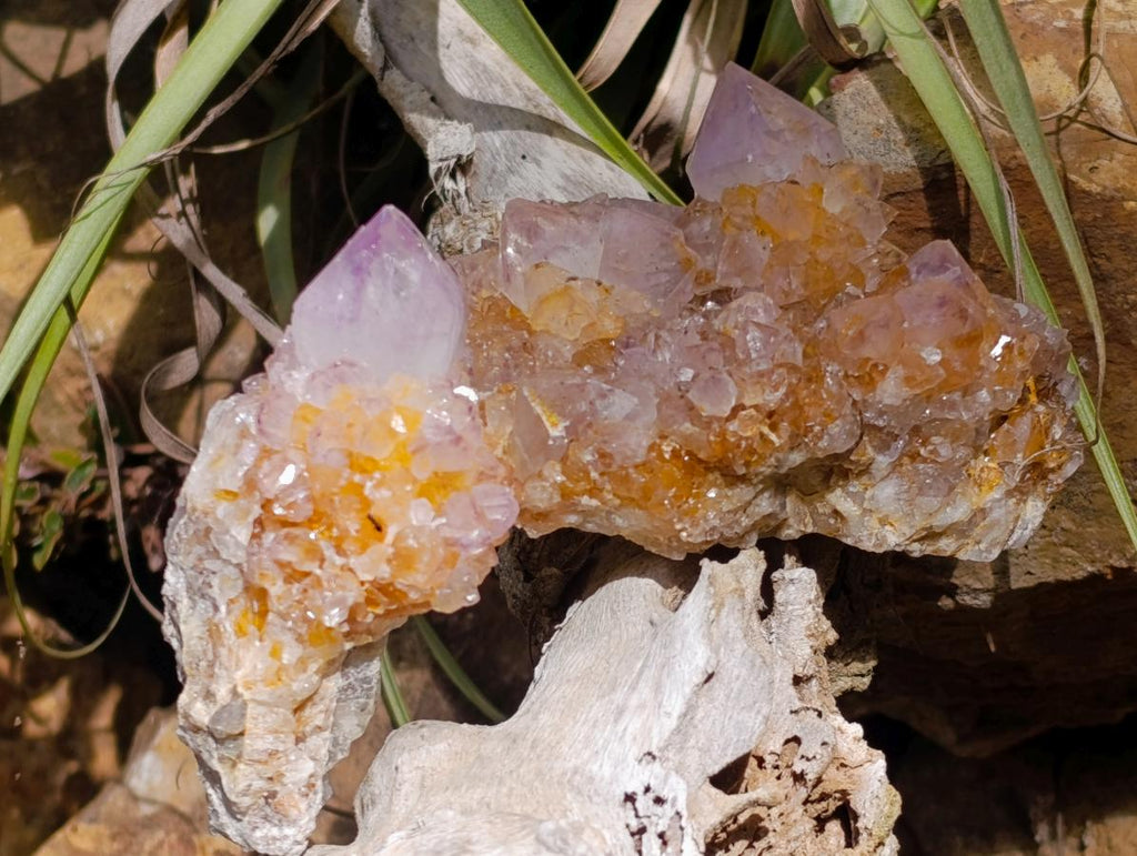 Natural Ametrine Spirit Clusters x 6 From Boekenhouthoek, South Africa - Toprock Gemstones and Minerals 