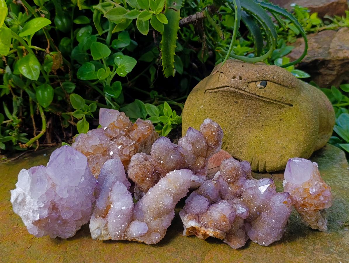 Natural Ametrine Spirit Clusters x 6 From Boekenhouthoek, South Africa - Toprock Gemstones and Minerals 