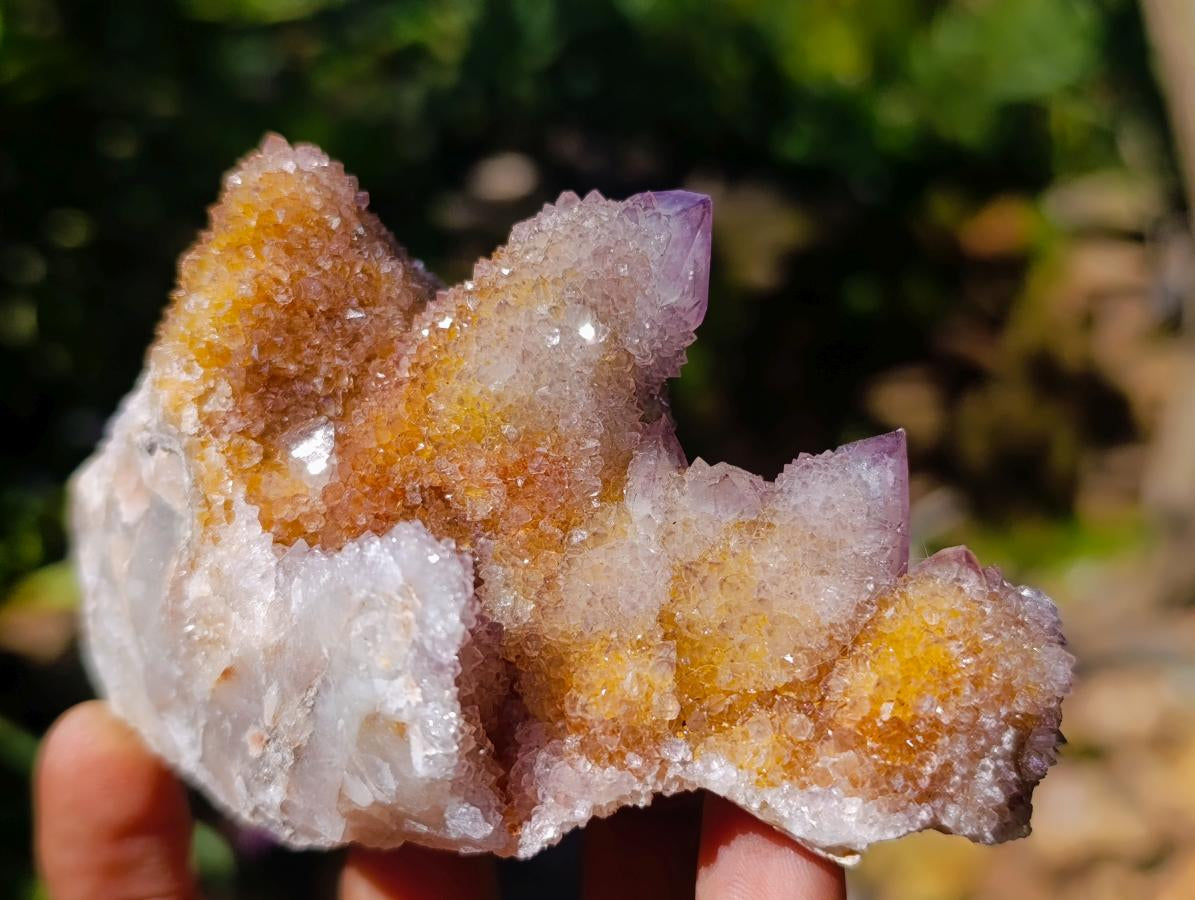 Natural Ametrine Spirit Clusters x 6 From Boekenhouthoek, South Africa - Toprock Gemstones and Minerals 