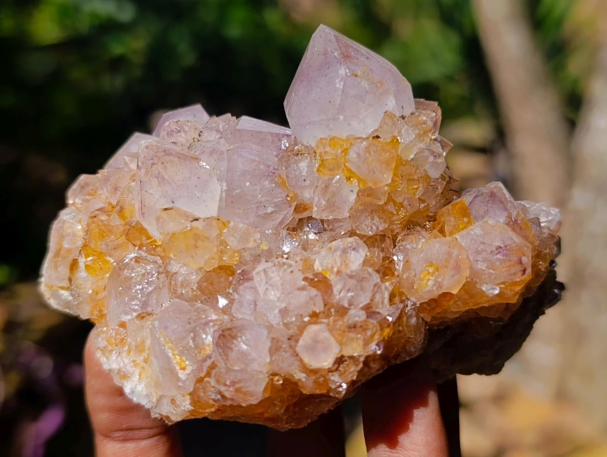 Natural Ametrine Spirit Clusters x 6 From Boekenhouthoek, South Africa - Toprock Gemstones and Minerals 