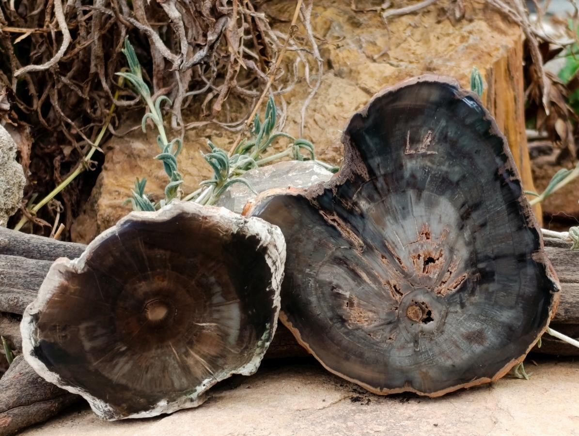 Polished Dadoxylon Petrified Wood Slices x 6 From Gokwe, Zimbabwe - Toprock Gemstones and Minerals 