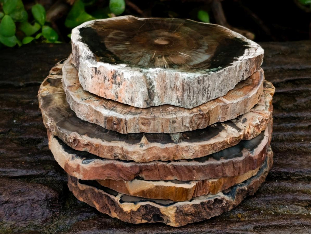 Polished Dadoxylon Petrified Wood Slices x 6 From Gokwe, Zimbabwe - Toprock Gemstones and Minerals 