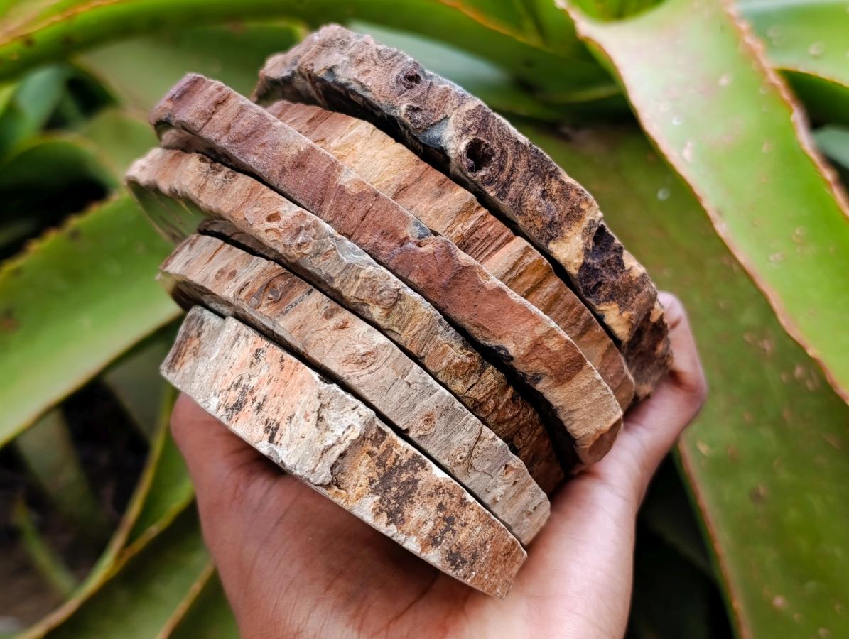 Polished Dadoxylon Petrified Wood Slices x 6 From Gokwe, Zimbabwe - Toprock Gemstones and Minerals 