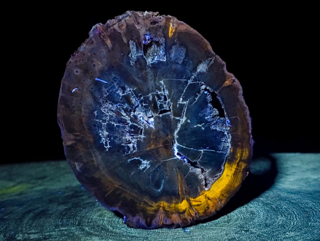 Polished Dadoxylon Petrified Wood Slices x 6 From Gokwe, Zimbabwe - Toprock Gemstones and Minerals 