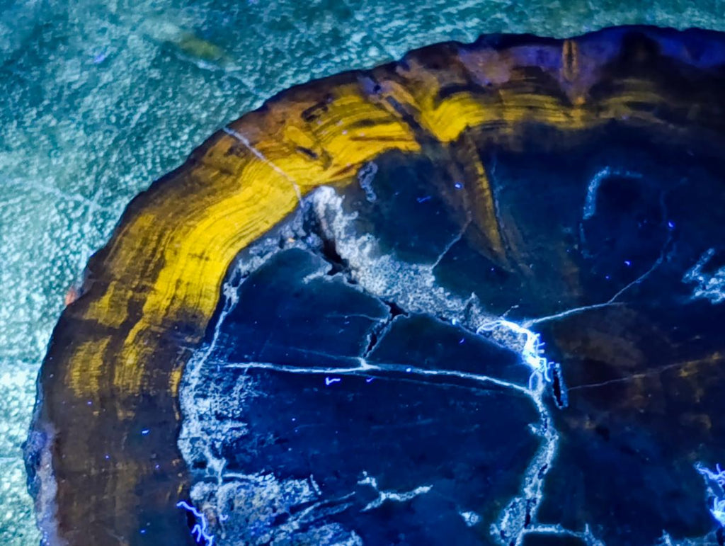 Polished Dadoxylon Petrified Wood Slices x 6 From Gokwe, Zimbabwe - Toprock Gemstones and Minerals 