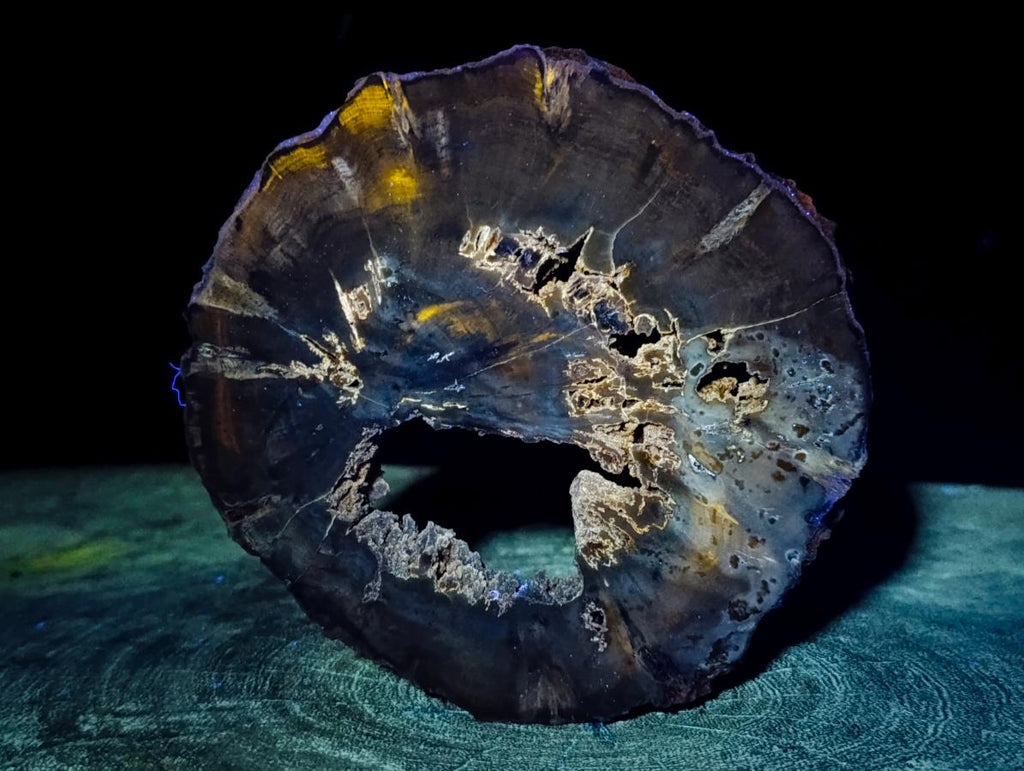 Polished Dadoxylon Petrified Wood Slices x 6 From Gokwe, Zimbabwe - Toprock Gemstones and Minerals 