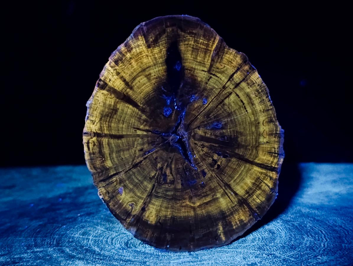 Polished Dadoxylon Petrified Wood Slices x 6 From Gokwe, Zimbabwe - Toprock Gemstones and Minerals 
