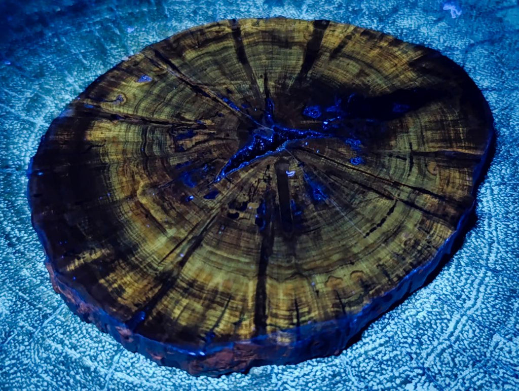 Polished Dadoxylon Petrified Wood Slices x 6 From Gokwe, Zimbabwe - Toprock Gemstones and Minerals 