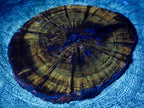 Polished Dadoxylon Petrified Wood Slices x 6 From Gokwe, Zimbabwe - Toprock Gemstones and Minerals 
