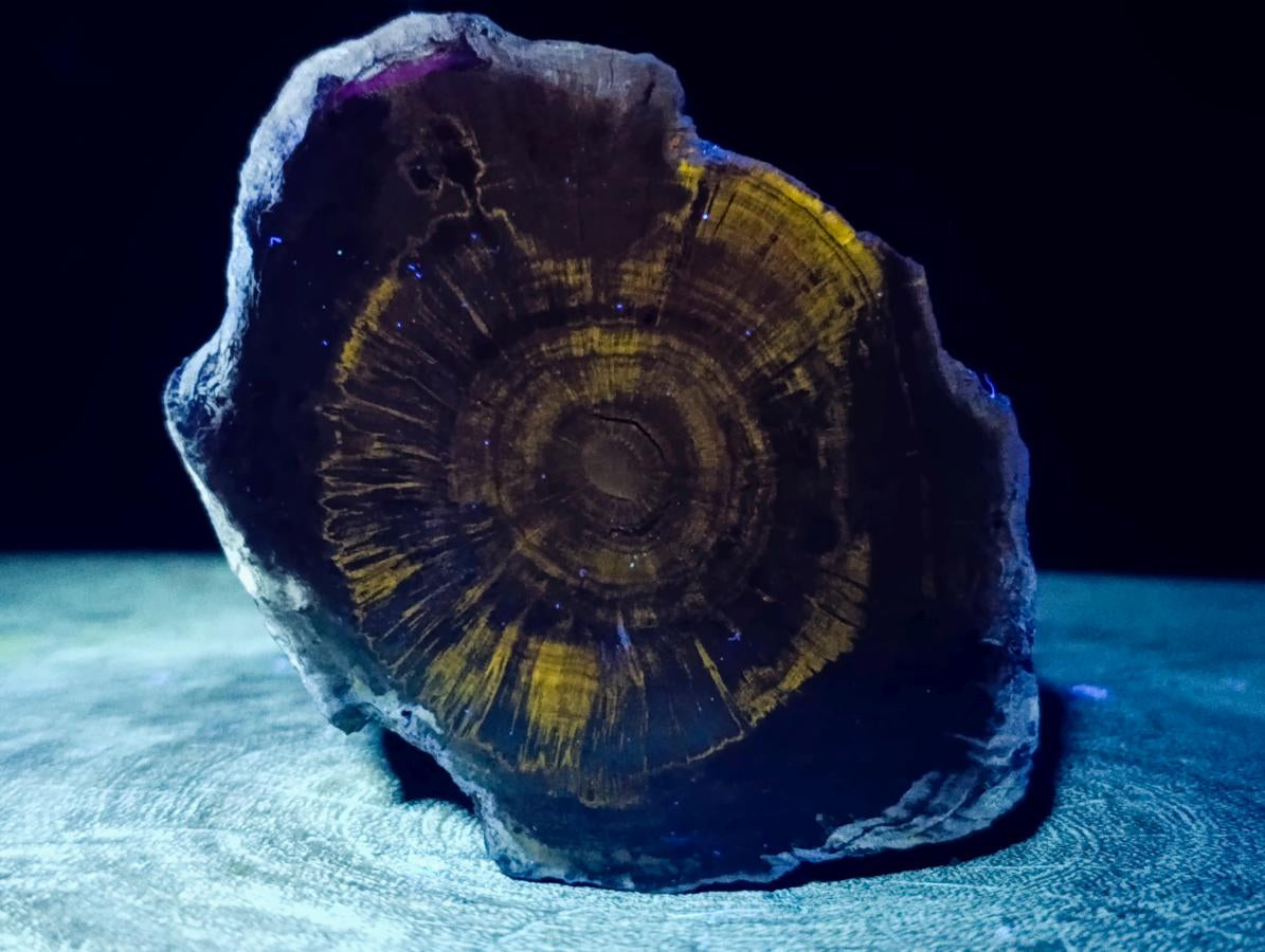 Polished Dadoxylon Petrified Wood Slices x 6 From Gokwe, Zimbabwe - Toprock Gemstones and Minerals 