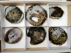 Polished Dadoxylon Petrified Wood Slices x 6 From Gokwe, Zimbabwe - Toprock Gemstones and Minerals 