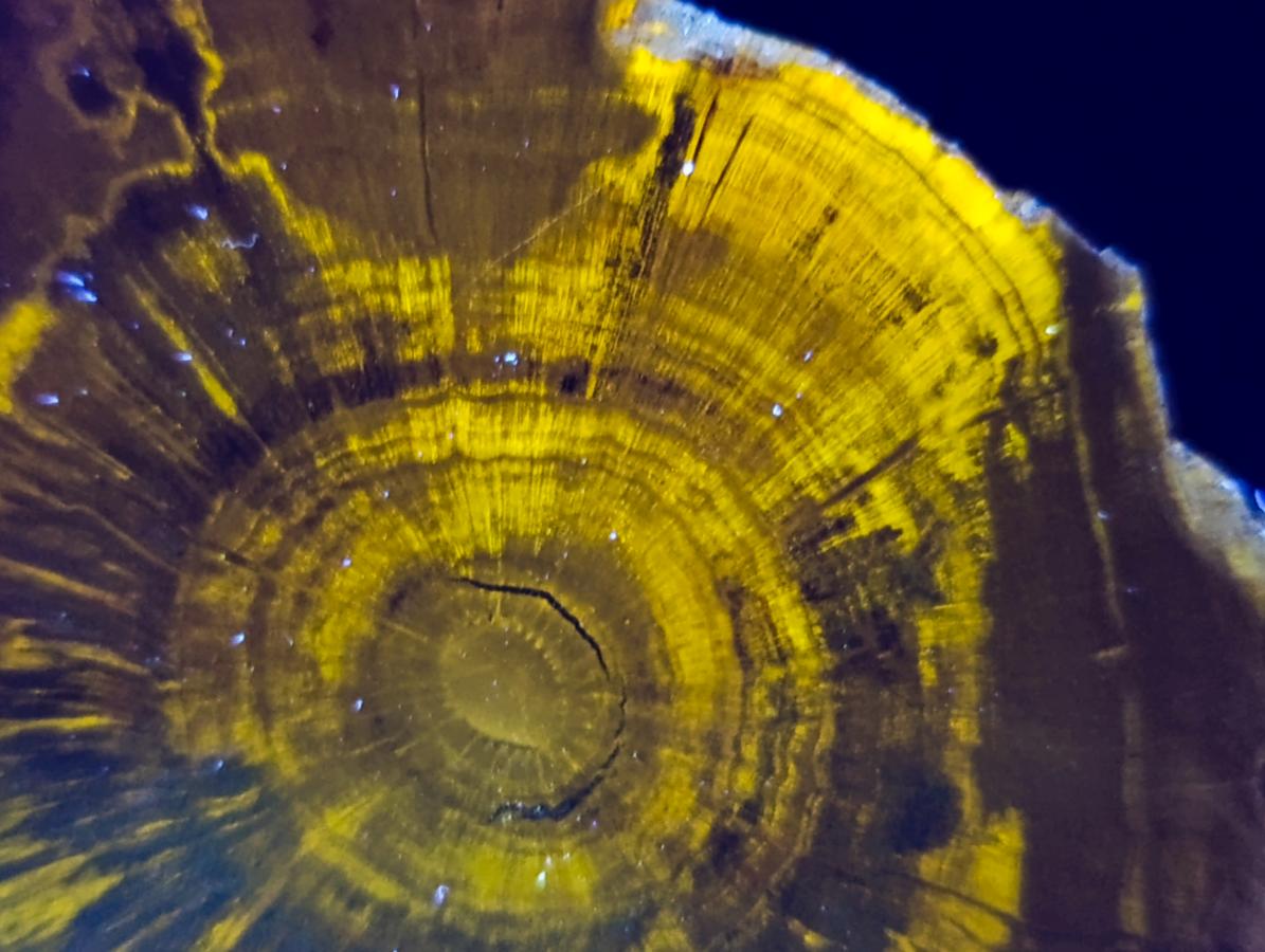 Polished Dadoxylon Petrified Wood Slices x 6 From Gokwe, Zimbabwe - Toprock Gemstones and Minerals 