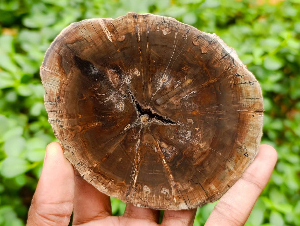 Polished Dadoxylon Petrified Wood Slices x 6 From Gokwe, Zimbabwe - Toprock Gemstones and Minerals 