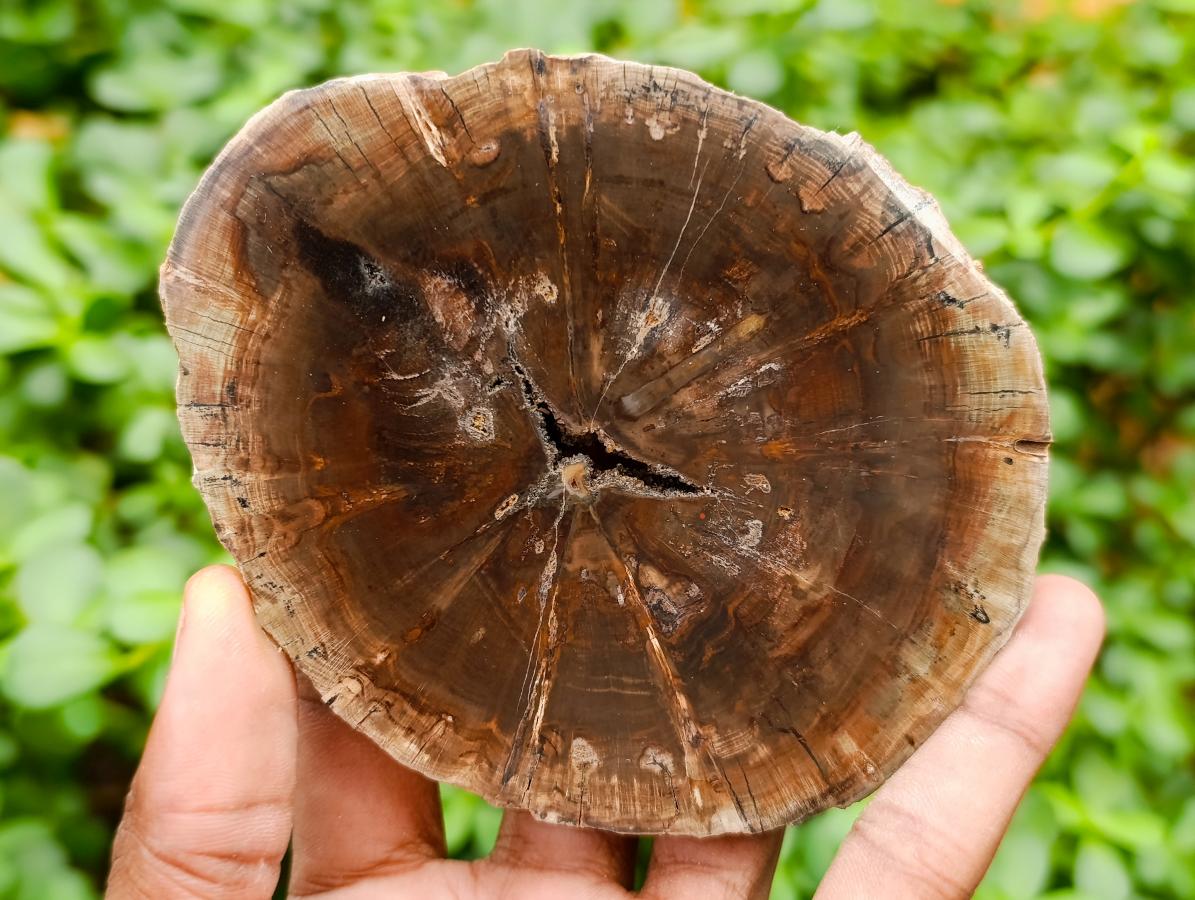 Polished Dadoxylon Petrified Wood Slices x 6 From Gokwe, Zimbabwe - Toprock Gemstones and Minerals 