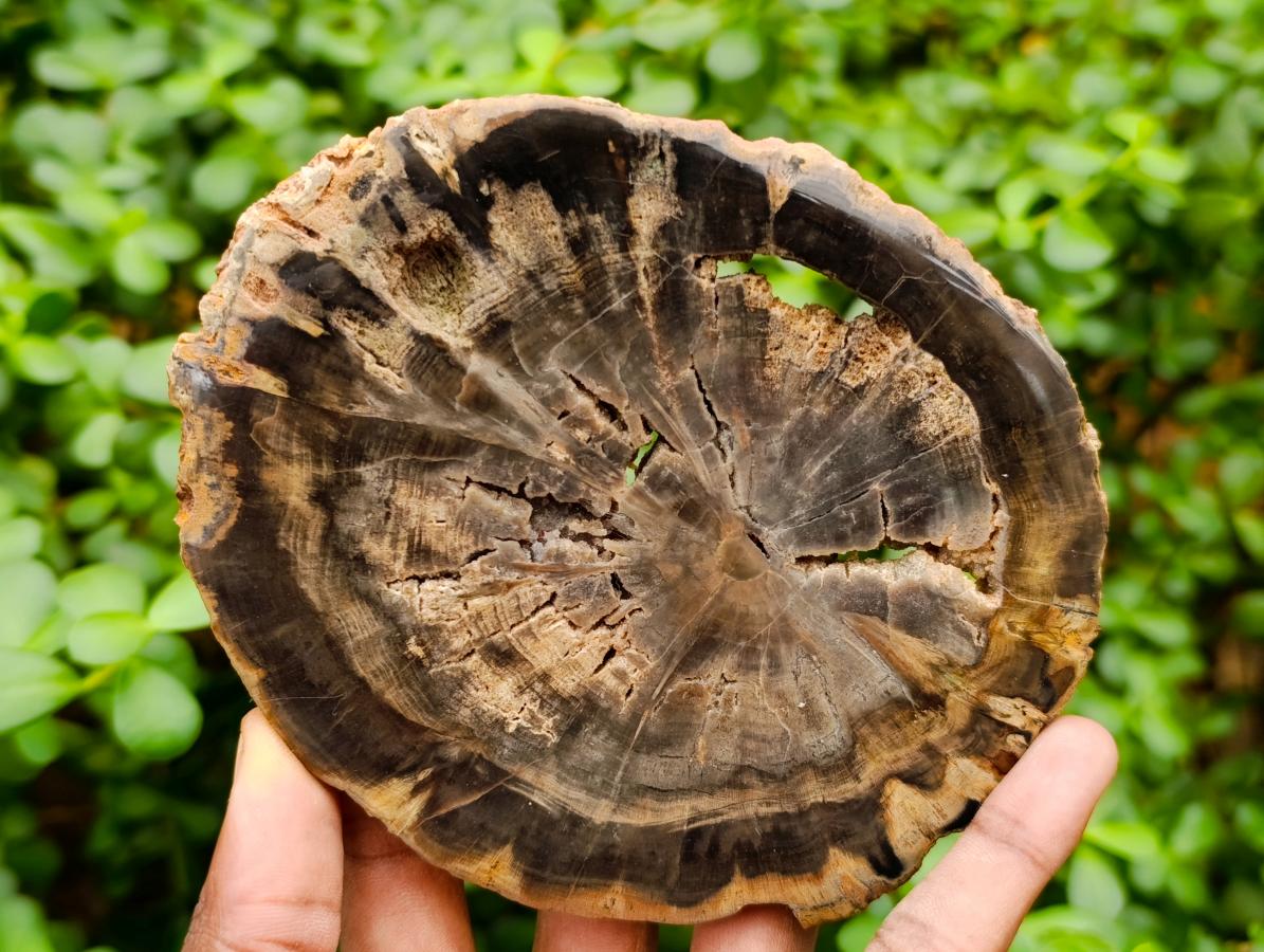 Polished Dadoxylon Petrified Wood Slices x 6 From Gokwe, Zimbabwe - Toprock Gemstones and Minerals 