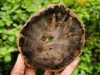 Polished Dadoxylon Petrified Wood Slices x 6 From Gokwe, Zimbabwe - Toprock Gemstones and Minerals 