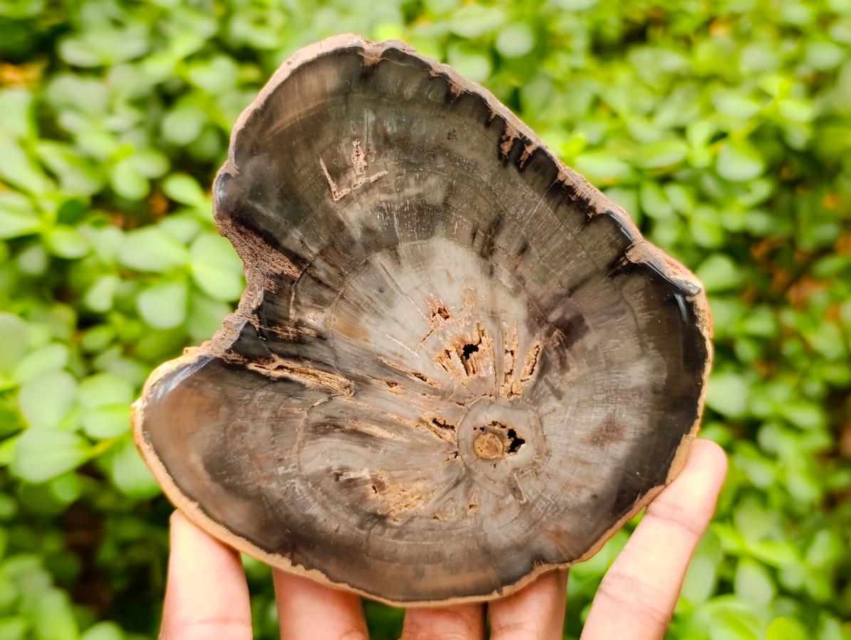 Polished Dadoxylon Petrified Wood Slices x 6 From Gokwe, Zimbabwe - Toprock Gemstones and Minerals 