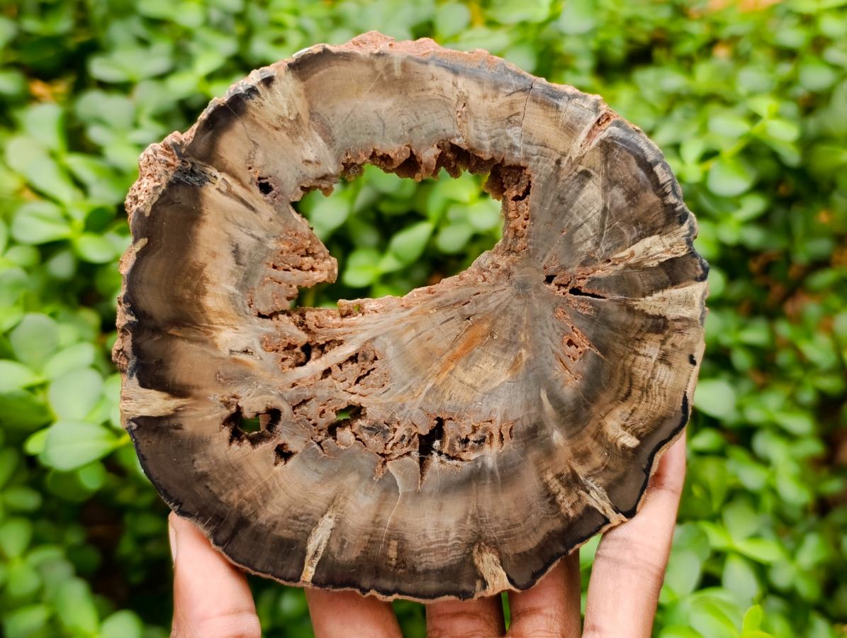 Polished Dadoxylon Petrified Wood Slices x 6 From Gokwe, Zimbabwe - Toprock Gemstones and Minerals 