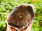 Polished Dadoxylon Petrified Wood Slices x 6 From Gokwe, Zimbabwe - Toprock Gemstones and Minerals 