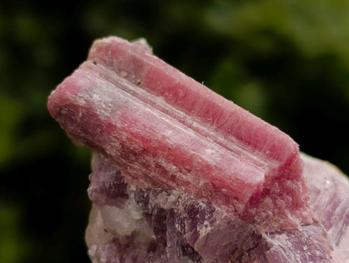 Natural Pink Rubellite Tourmaline Specimens x 12 From Karibib, Namibia - Toprock Gemstones and Minerals 