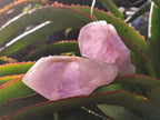 Natural Jacaranda Amethyst Single Crystals x 12 From Mumbwa, Zambia - Toprock Gemstones and Minerals 