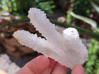 Natural Drusy Snow Finger Crystals x 24 From Albert's Mountain, Lesotho - Toprock Gemstones and Minerals 