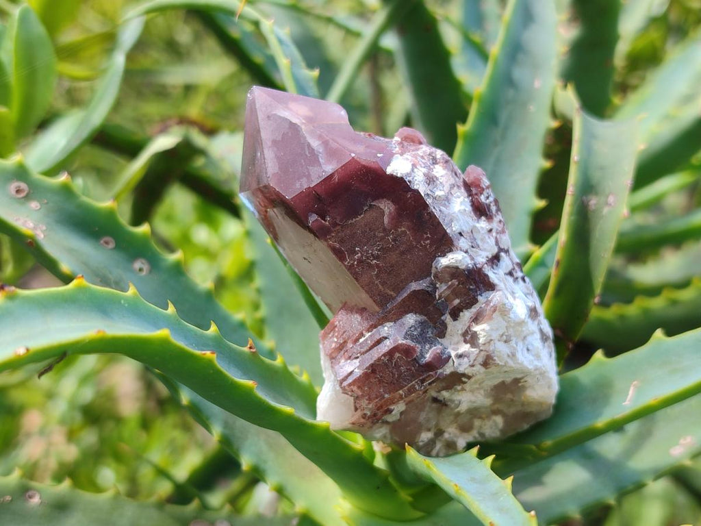 Natural Red Hematoid Quartz Crystal Clusters x 12 From Karoi, Zimbabwe - Toprock Gemstones and Minerals 