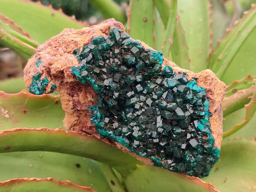 Natural Dioptase on Dolomite Specimens x 3 From Likasi, Congo - Toprock Gemstones and Minerals 