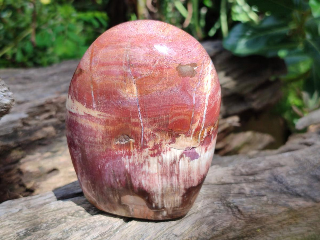 Polished Red Podocarpus Petrified Wood Standing Free Forms x 3 From Mahajanga, Madagascar - Toprock Gemstones and Minerals 