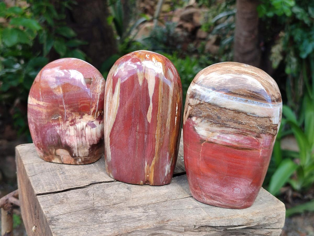 Polished Red Podocarpus Petrified Wood Standing Free Forms x 3 From Mahajanga, Madagascar - Toprock Gemstones and Minerals 