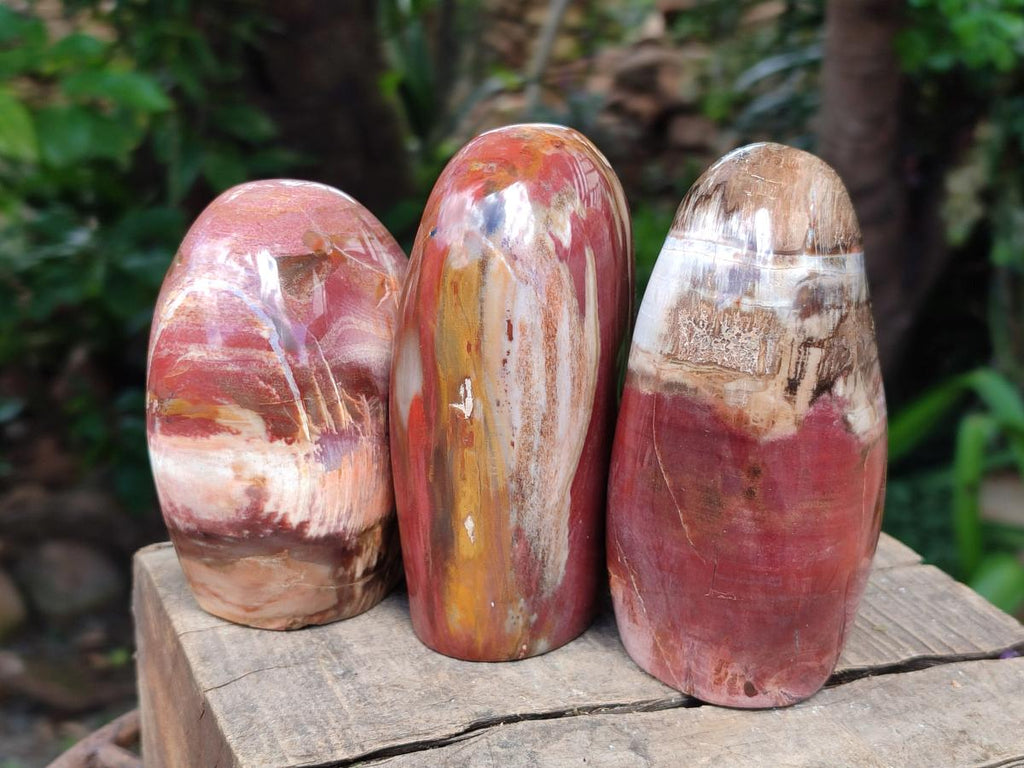 Polished Red Podocarpus Petrified Wood Standing Free Forms x 3 From Mahajanga, Madagascar - Toprock Gemstones and Minerals 