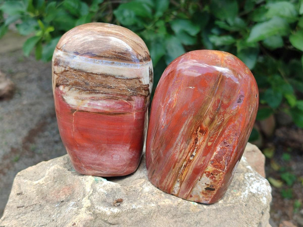 Polished Red Podocarpus Petrified Wood Standing Free Forms x 3 From Mahajanga, Madagascar - Toprock Gemstones and Minerals 
