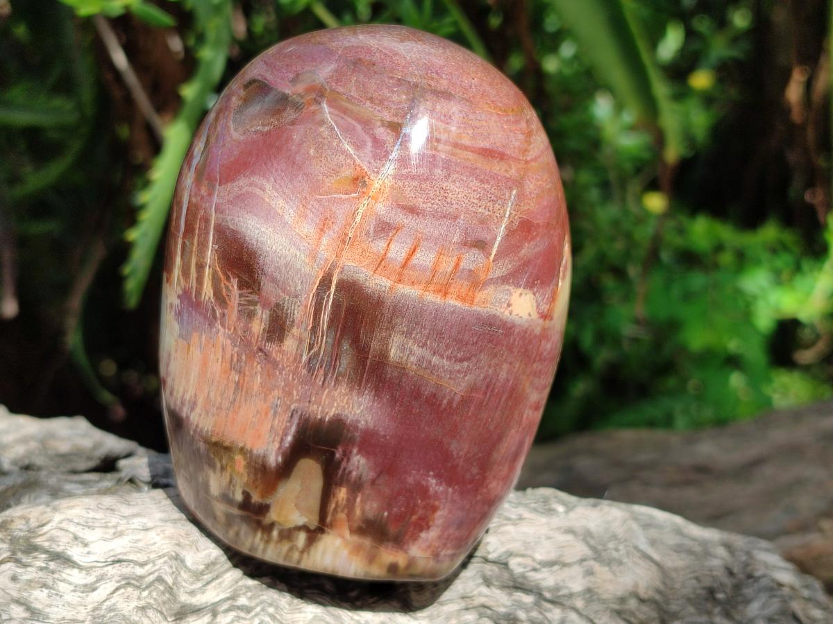Polished Red Podocarpus Petrified Wood Standing Free Forms x 3 From Mahajanga, Madagascar - Toprock Gemstones and Minerals 