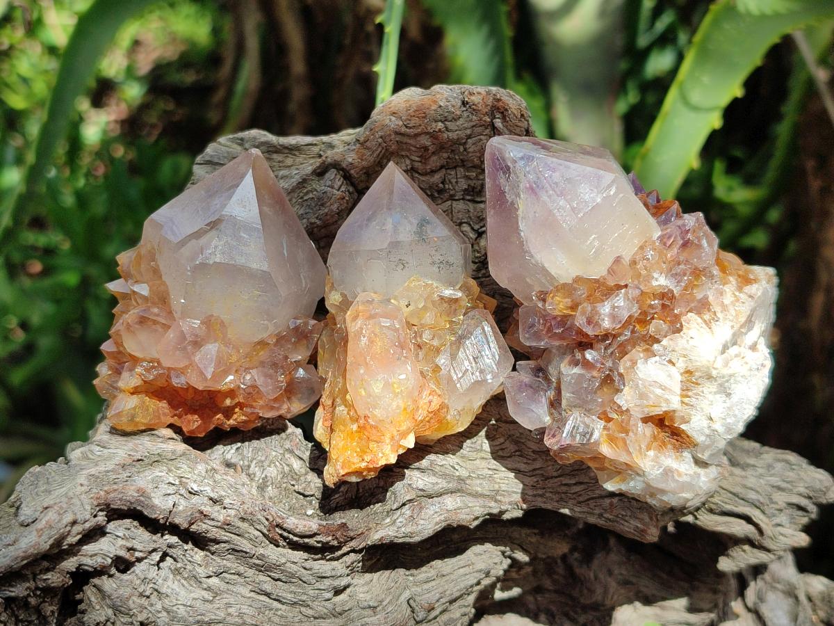 Natural Cactus Flower Phantom Amethyst Spirit Clusters x 12 From South Africa - Toprock Gemstones and Minerals 