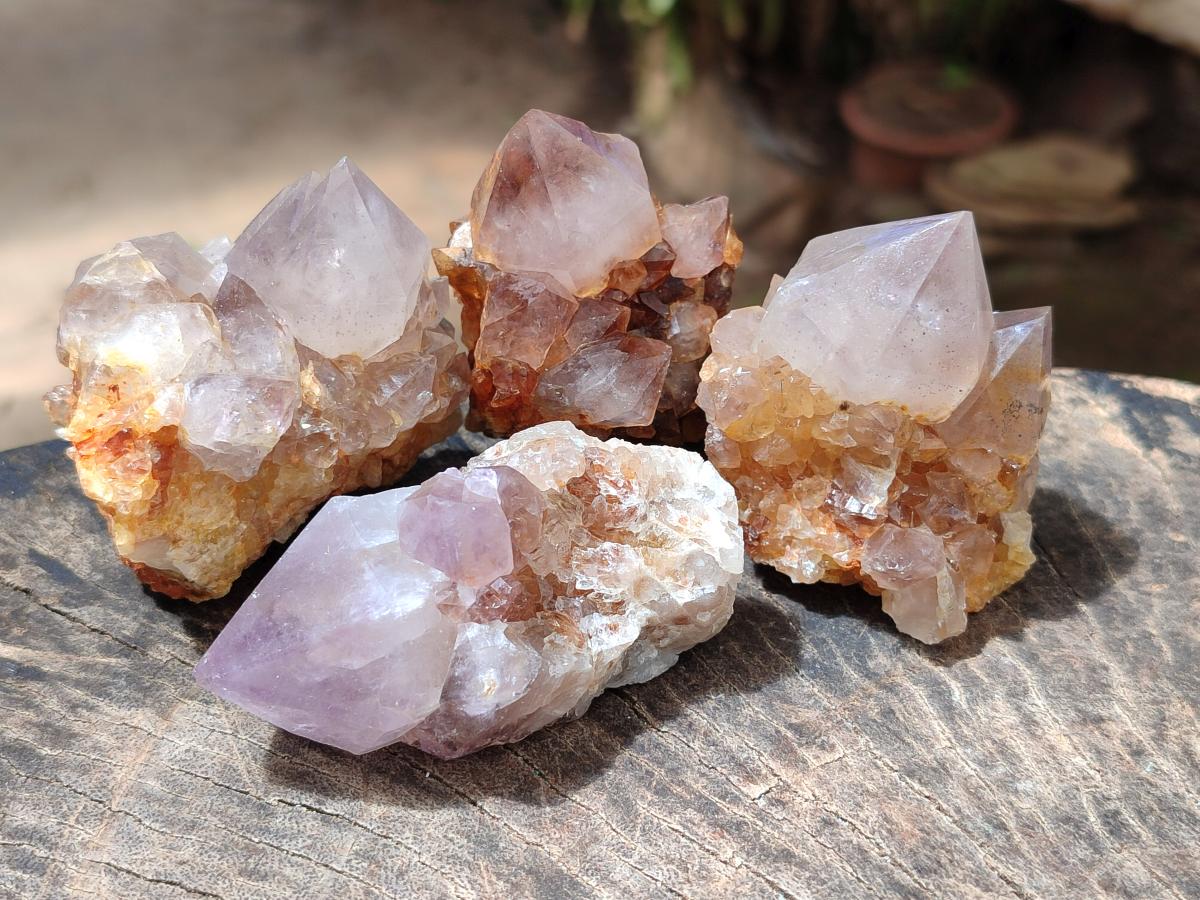 Natural Cactus Flower Phantom Amethyst Spirit Clusters x 12 From South Africa - Toprock Gemstones and Minerals 
