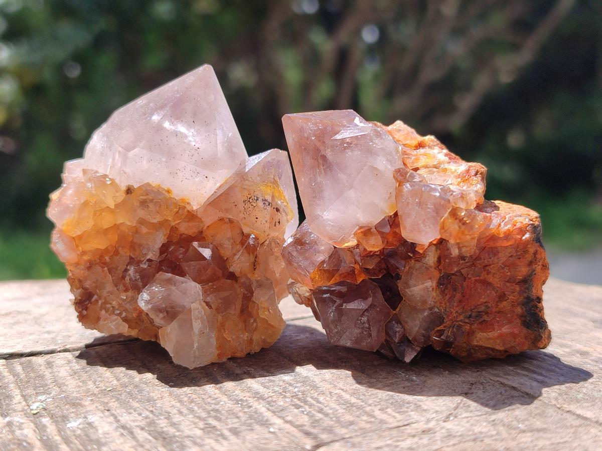 Natural Cactus Flower Phantom Amethyst Spirit Clusters x 12 From South Africa - Toprock Gemstones and Minerals 